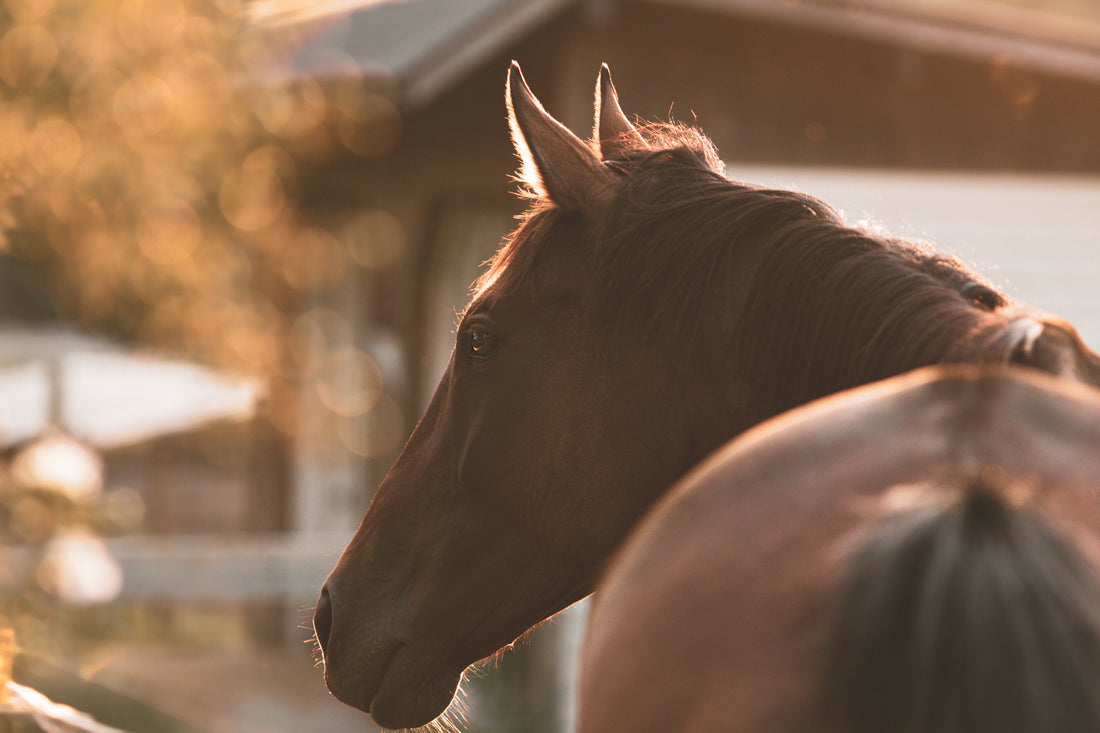 Your Horse Doesn't Care What You Look Like