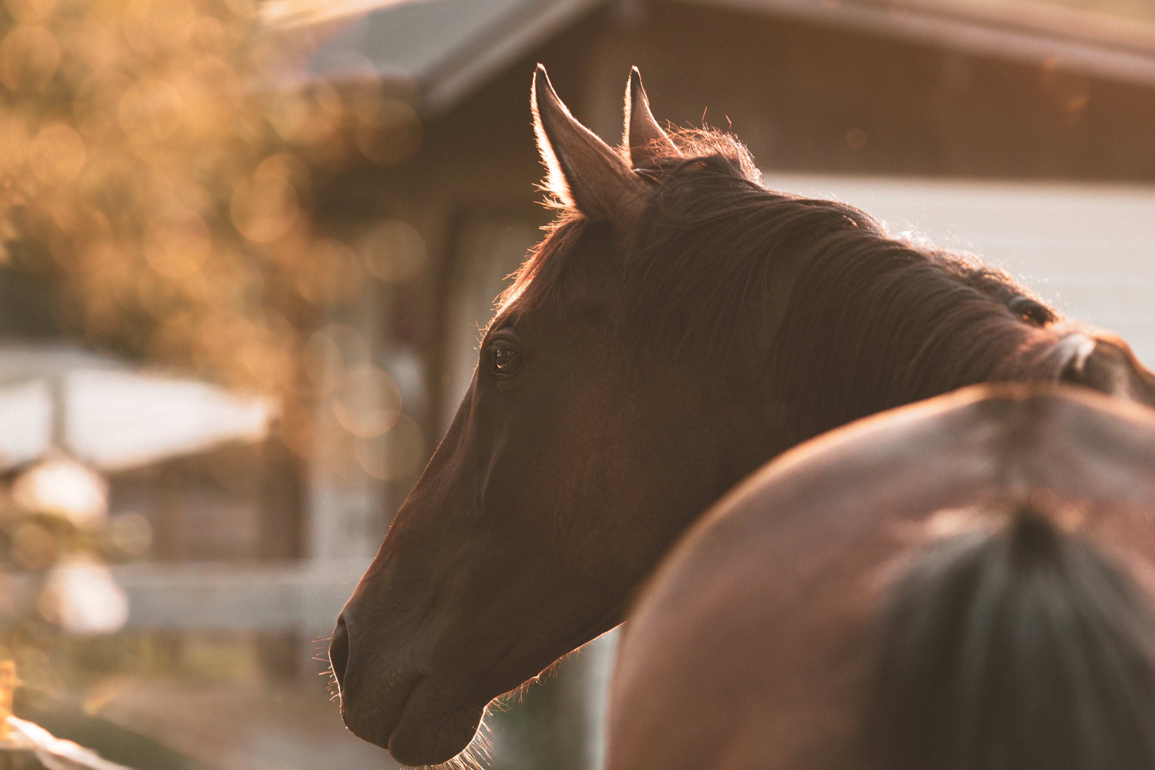 Your Horse Doesn't Care What You Look Like